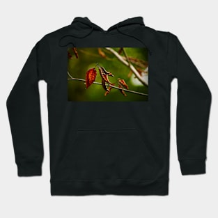 Dry Red Leaves Hoodie